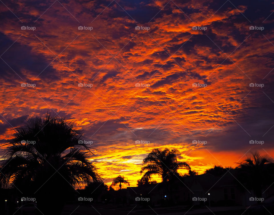 Sunrise with silhouettes palm trees