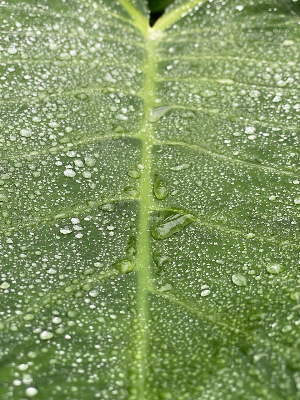 Raindrops on leaves