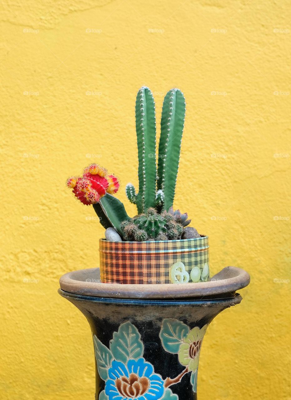 Still life of a flowering cactus against yellow wall