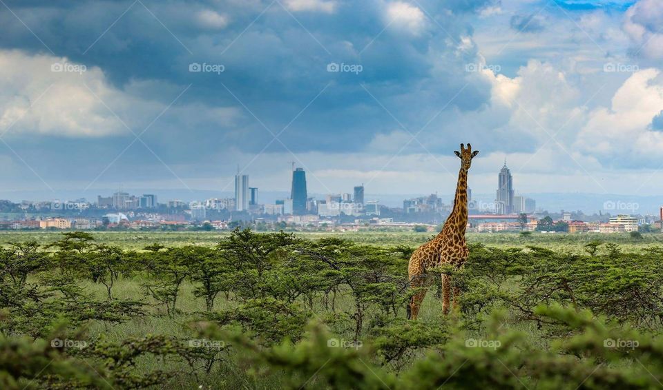 Giraffe browsing on leaves 