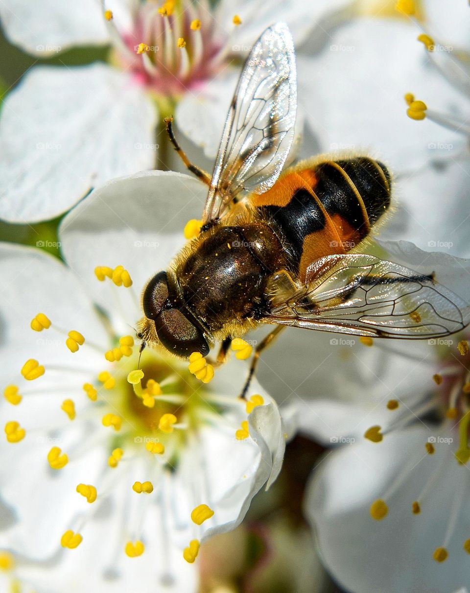 Bee on spring flower, macro Photography