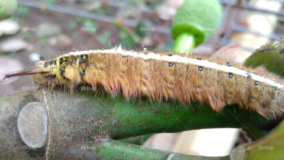 Creepy caterpillar on the branch