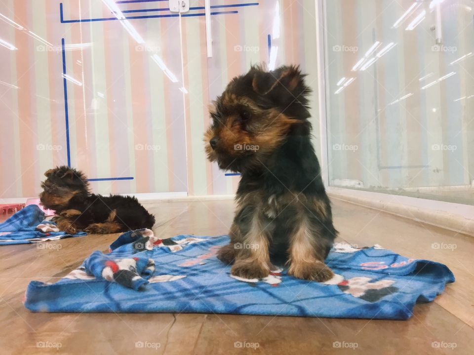 Puppies in petshop
