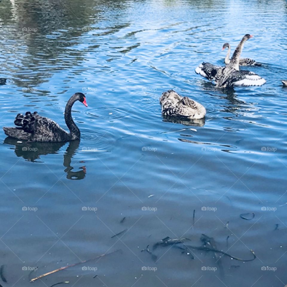 A cute of Swans at Pakenham Park in Melbourne Australia 