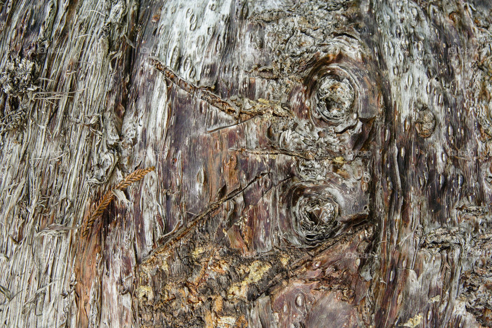 Rough tree bark 