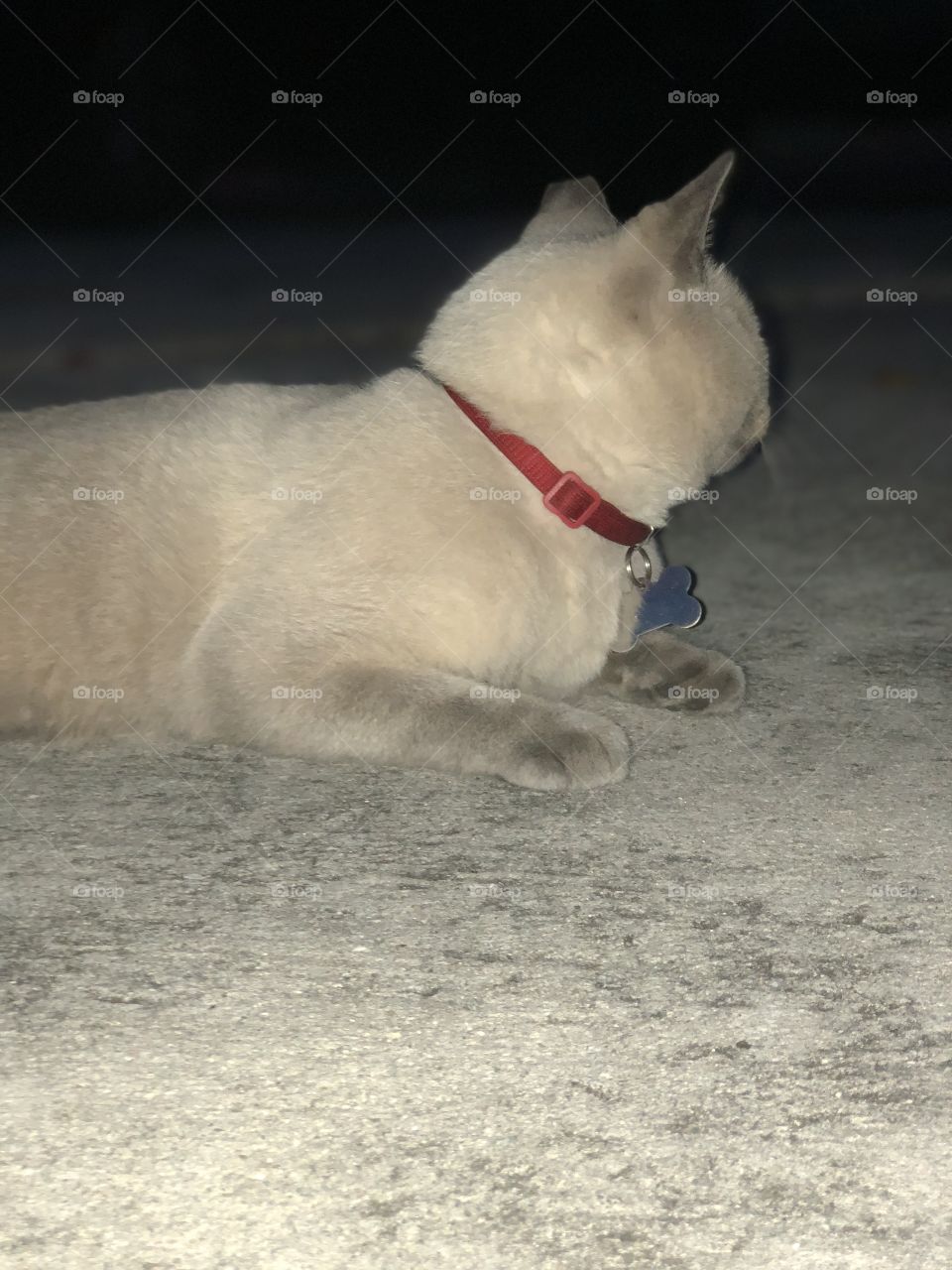 Fat cat looking away