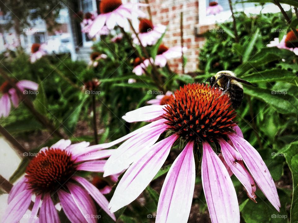 Bumblebee on a Coneflower