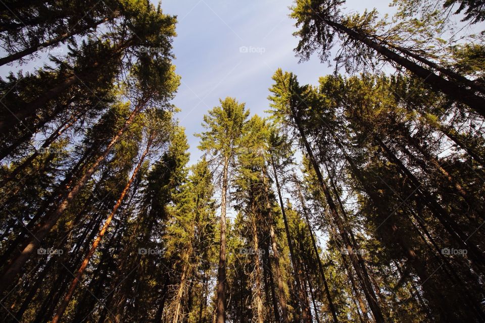 Pine forest. Trees in spring forest
