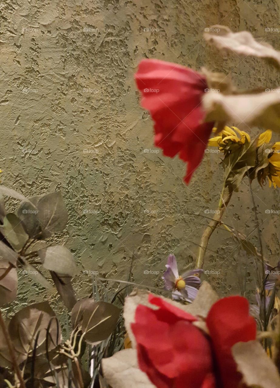 Dried Red Flower on Texture