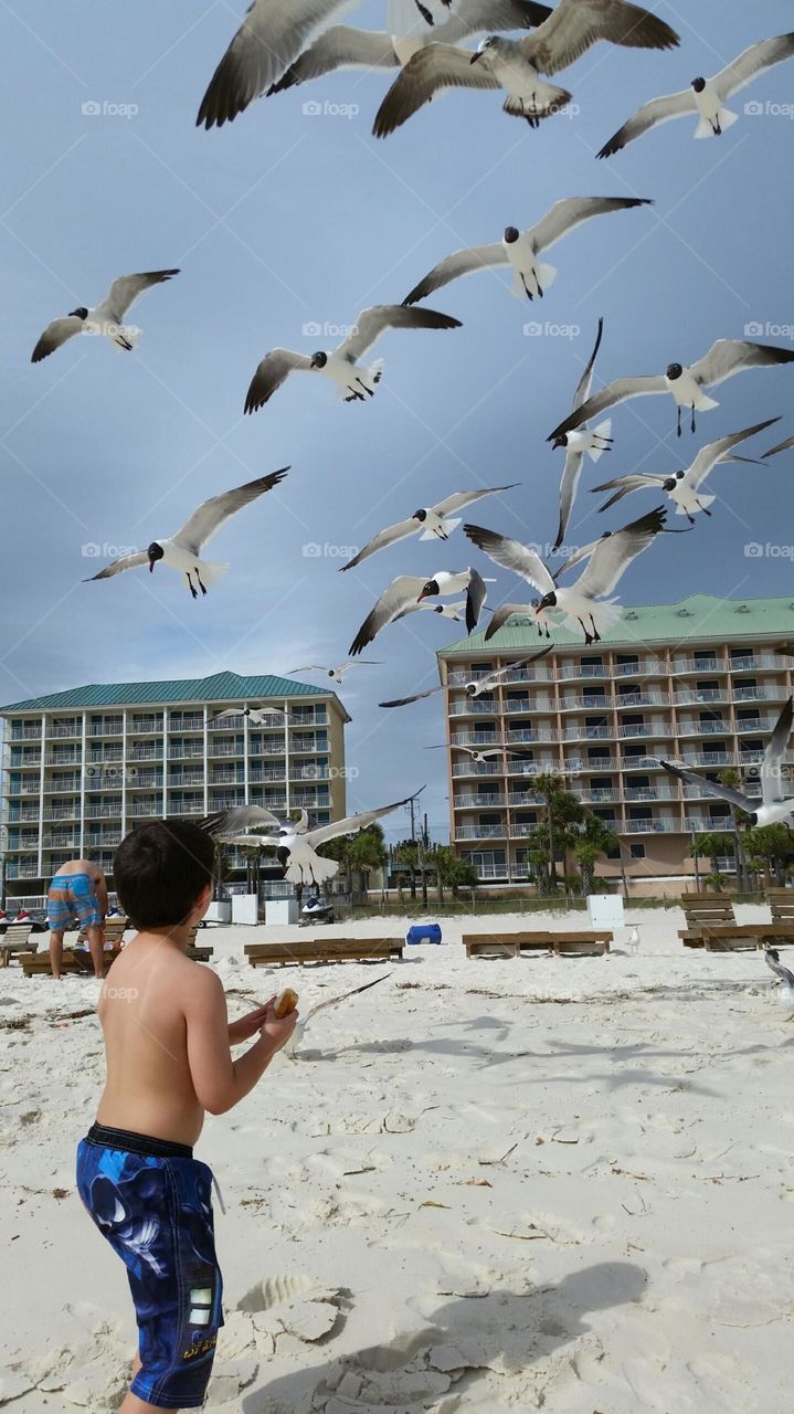 feeding seagulls