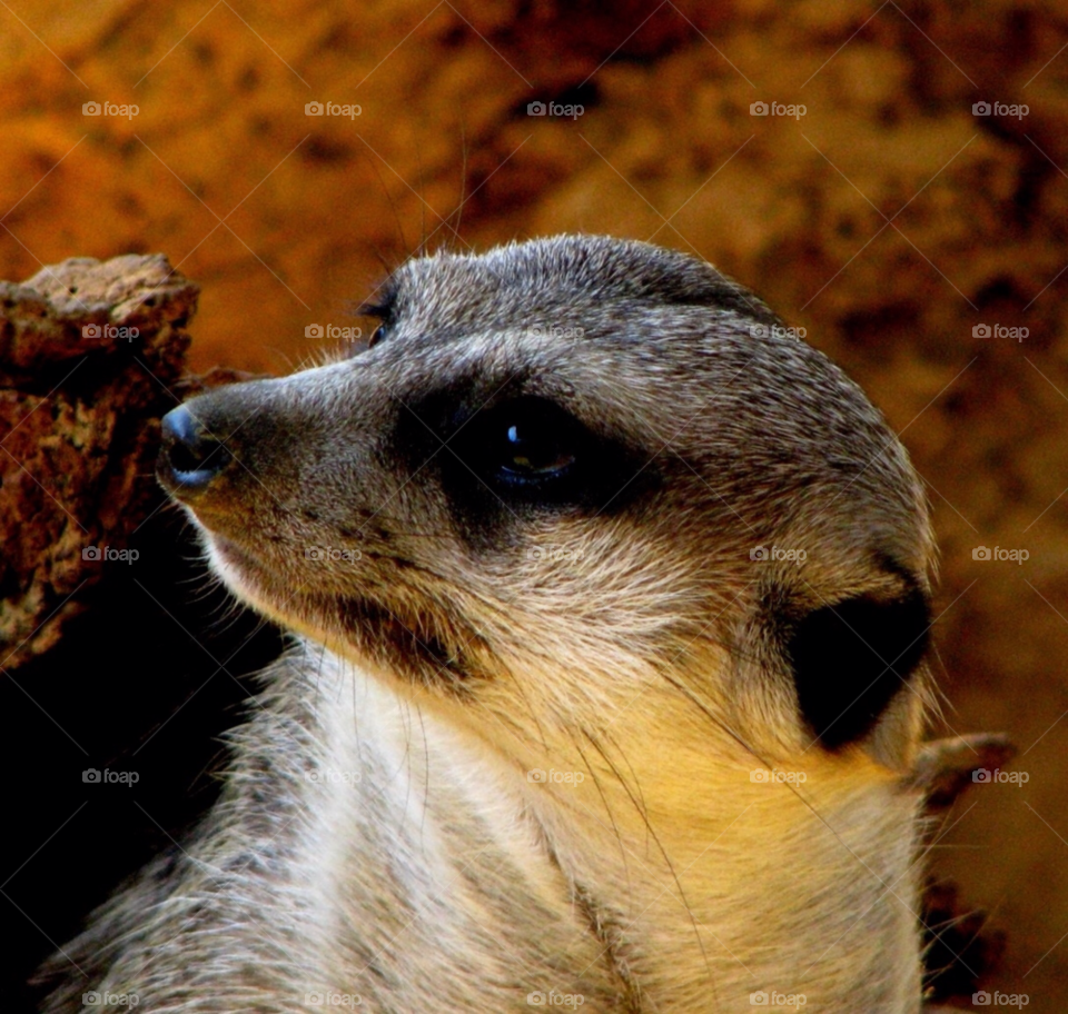 small close up mammal meerkat by angeljack
