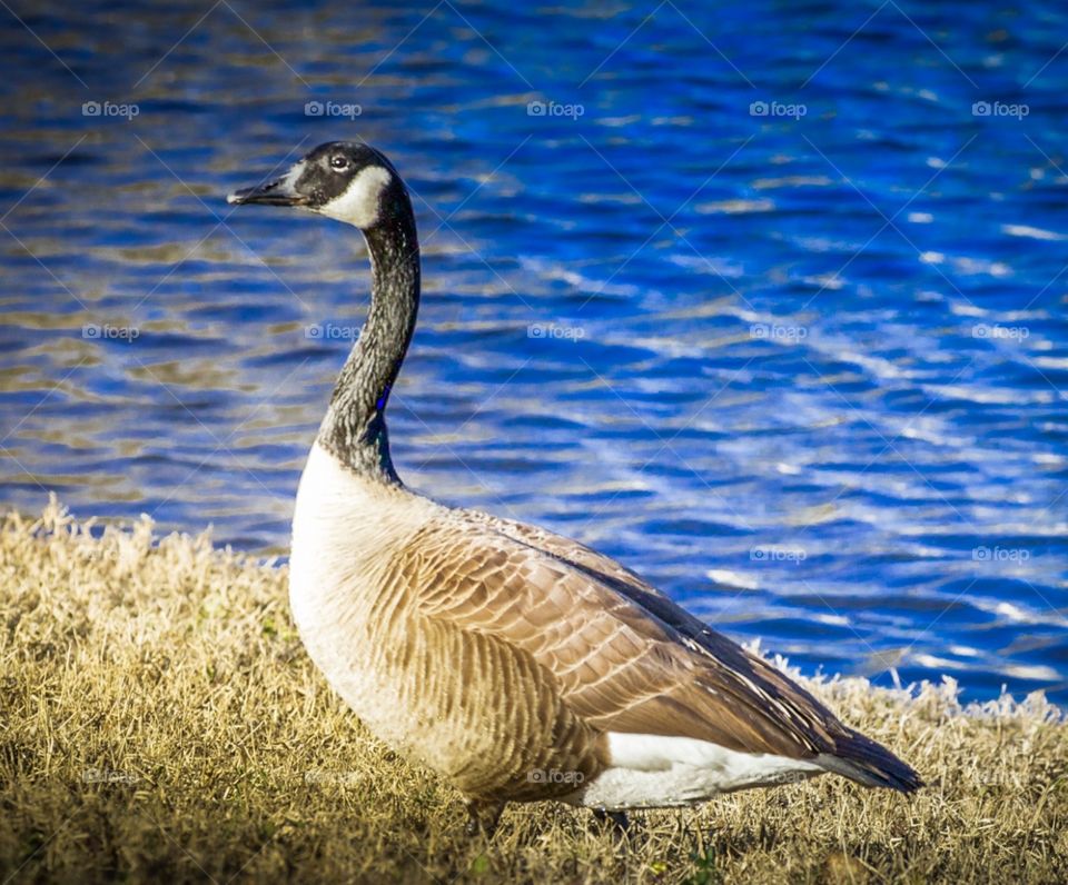 Canadian goose closeup 