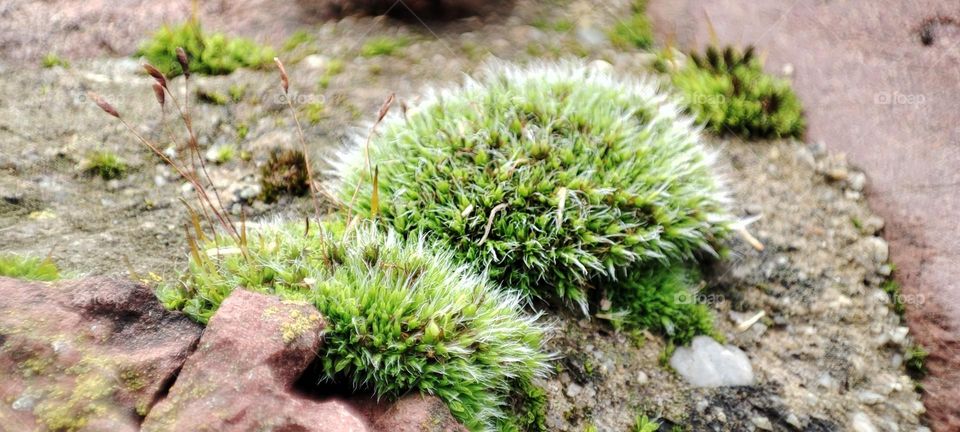 green moss