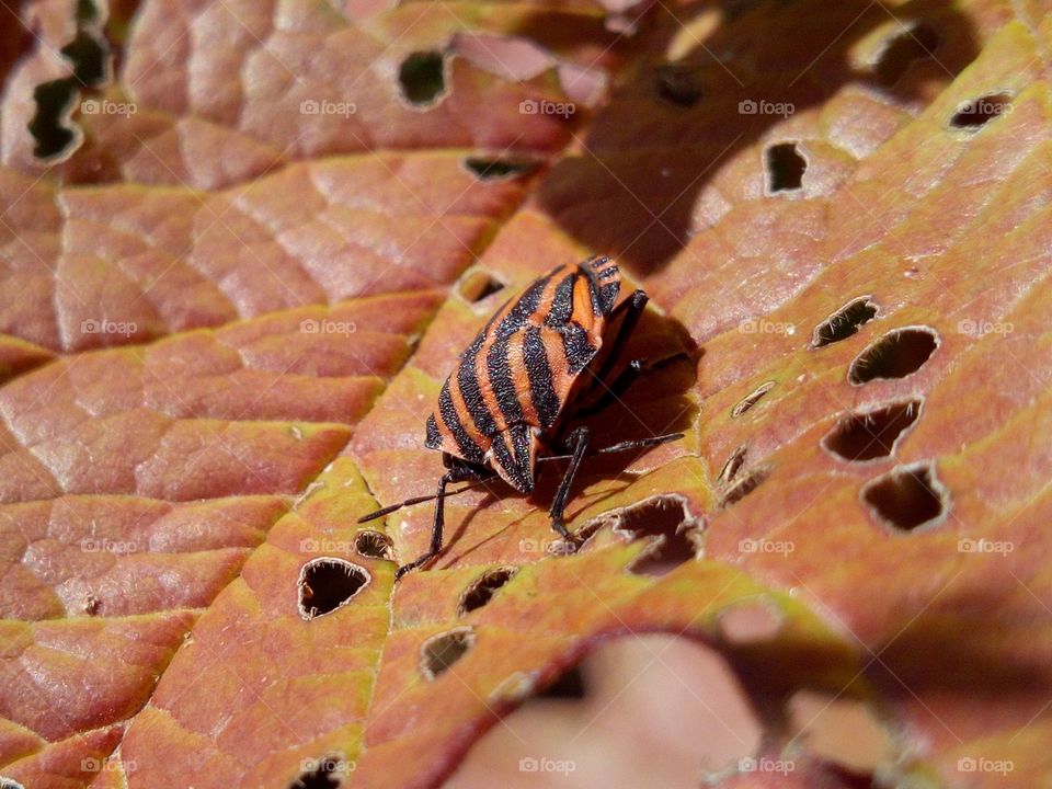 Autumn leaf and bug