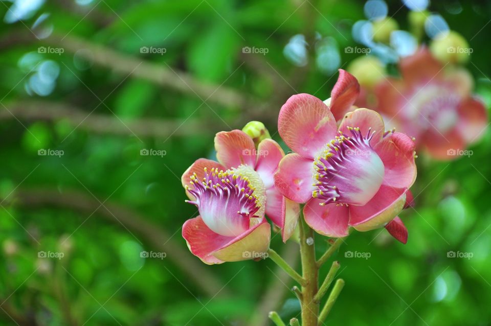 Shorea robusta with background green.