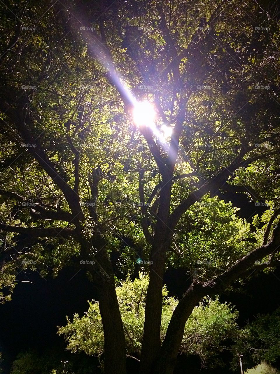 Twilight . Full moon in the trees
