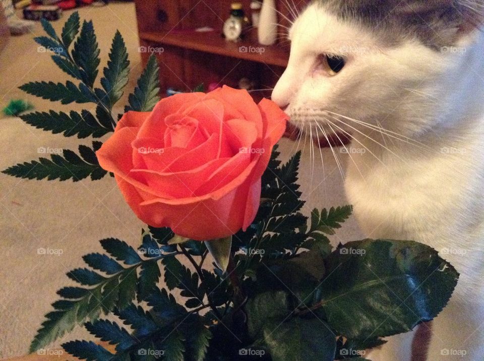 Kitty cat sniffing a flower
