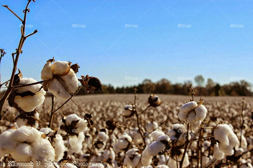 the fields of cotton