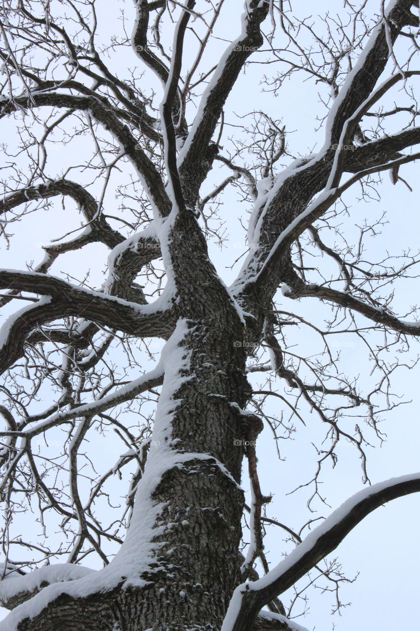 Low angle view of snowy tree