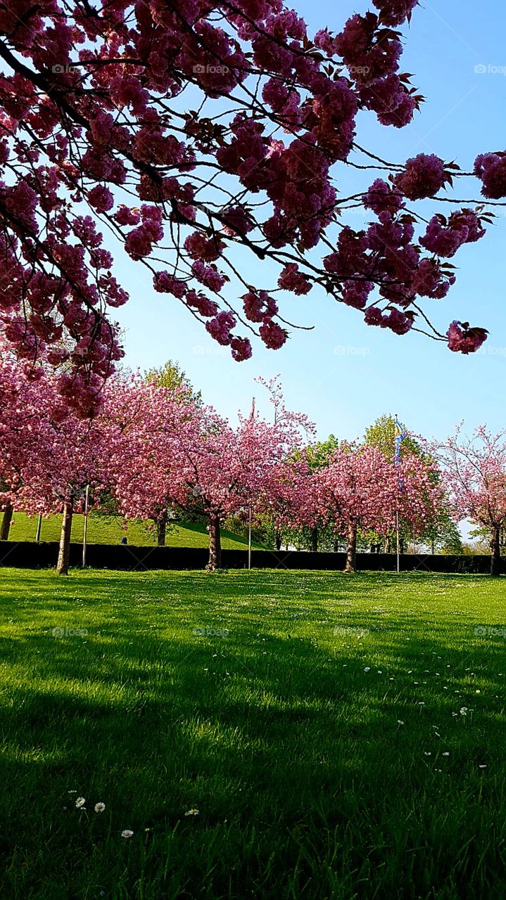 Kirschblüten