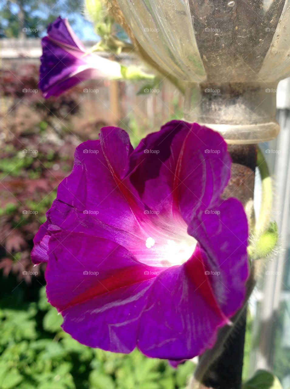 Good morning. New blooms today in my garden.