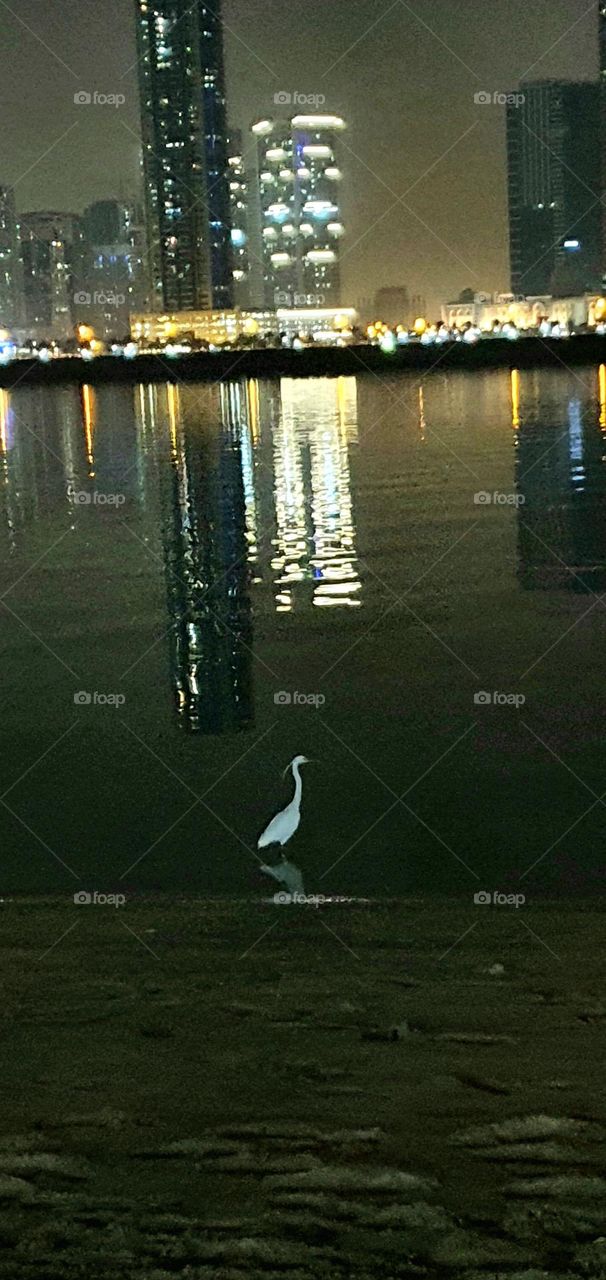 A bird was walking along the beach tonight