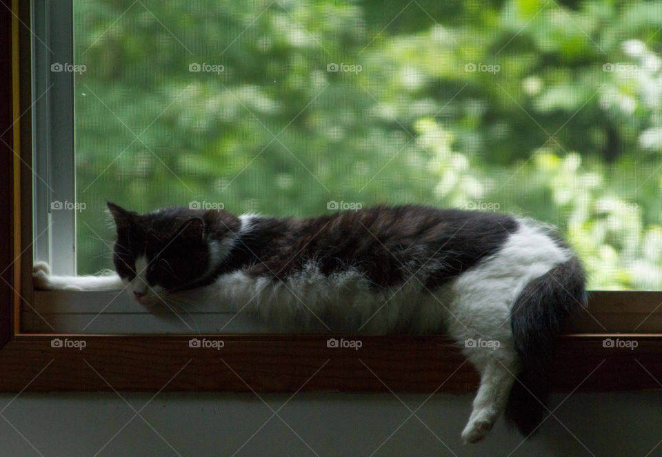 cat nap in the window. taken a nap