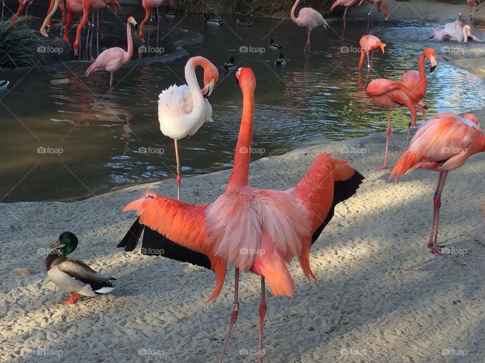 Showoff flamingo 