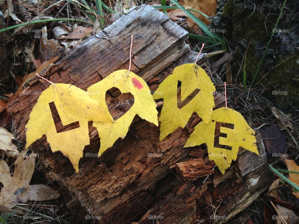 Love on a Log