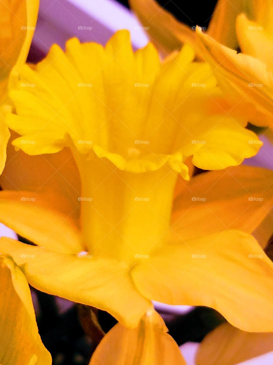 Yellow Spring Flowers Close-up