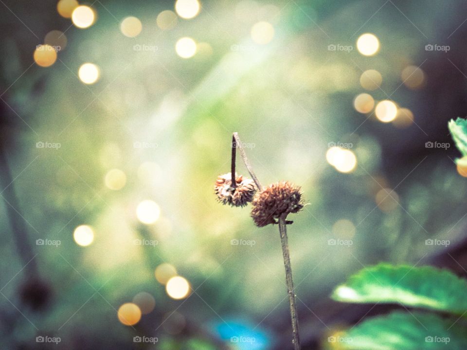 Beautiful dried up flower buds in close up view