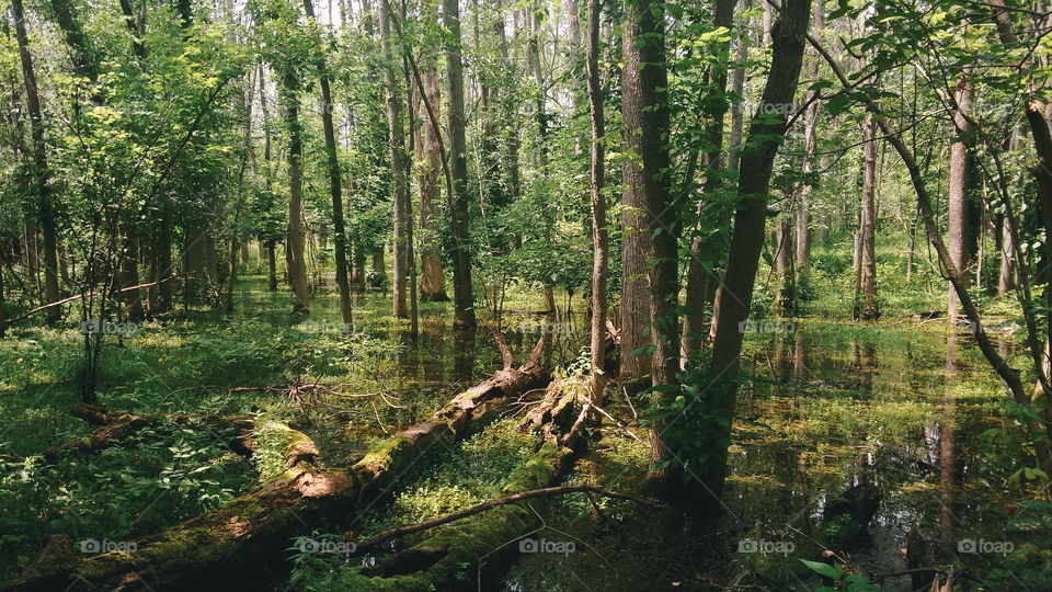 Forest swamp marsh landscape