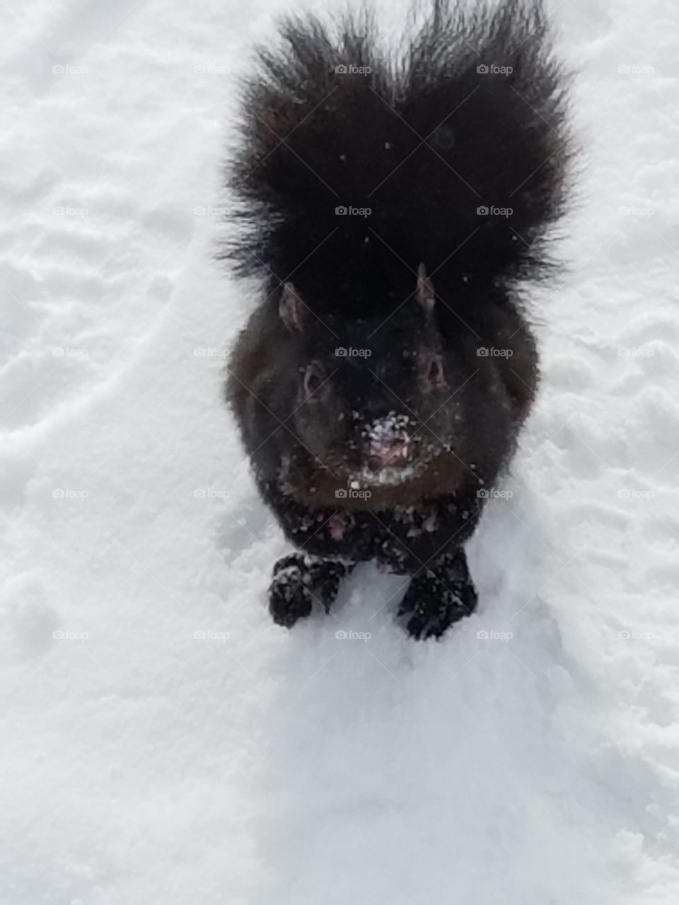 Black Squirrel