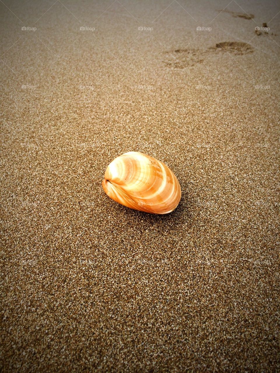 Clam on beach