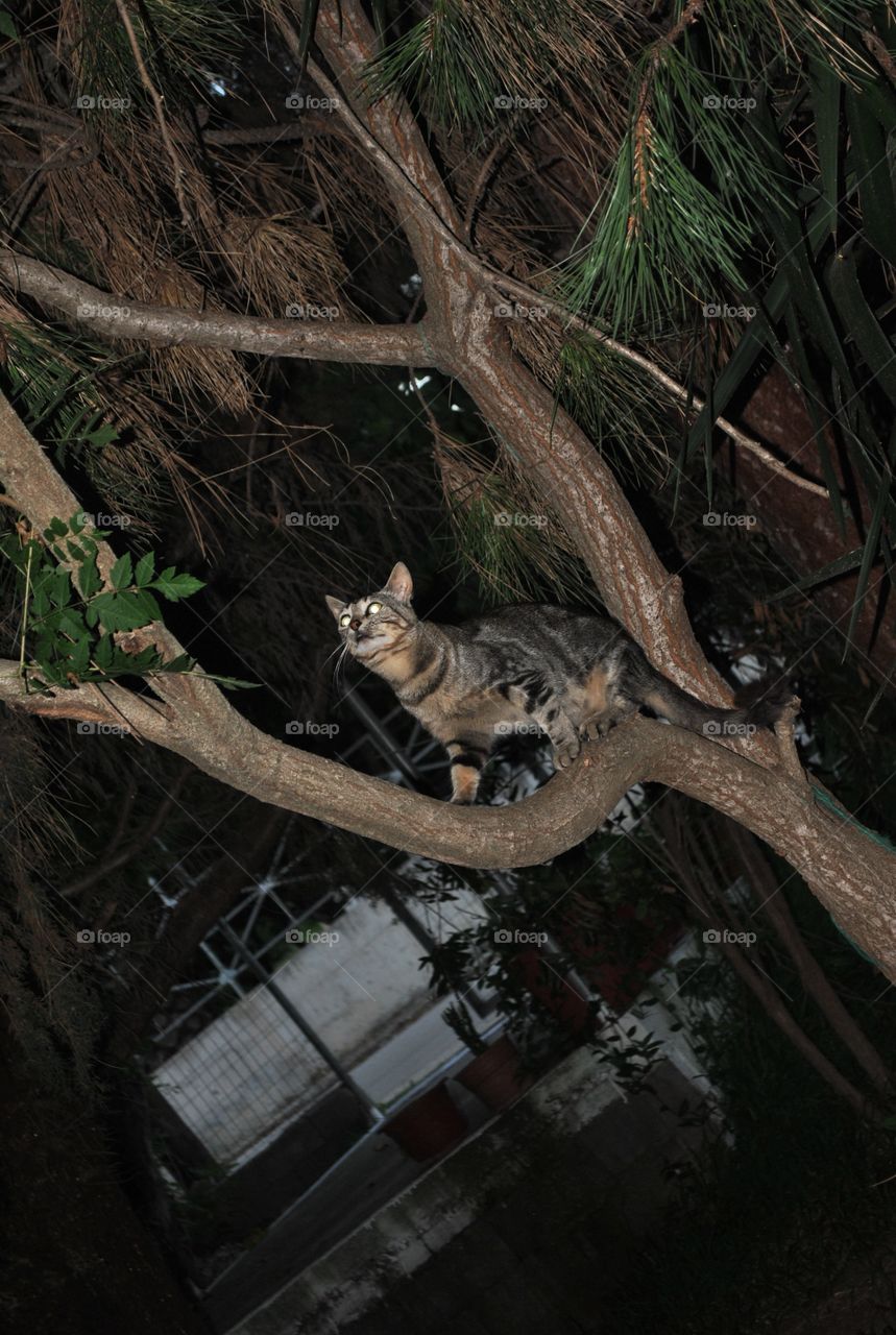 wild cat hunting on a tree