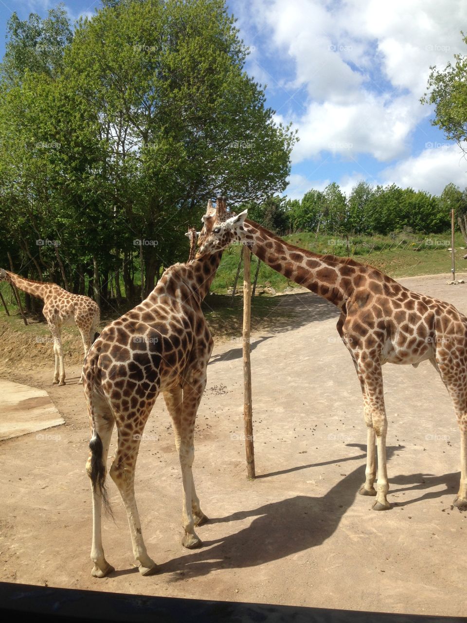 Giraffes. Giraffes grooming each other