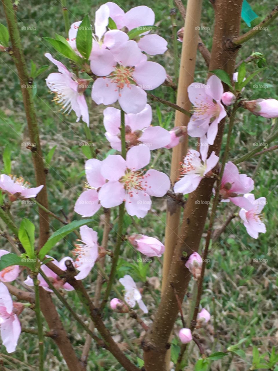 Peach tree in bloom