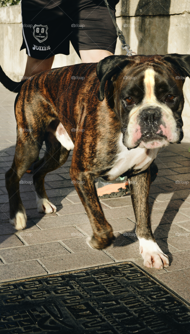 going for a stroll with your dog on the streets of cordoba