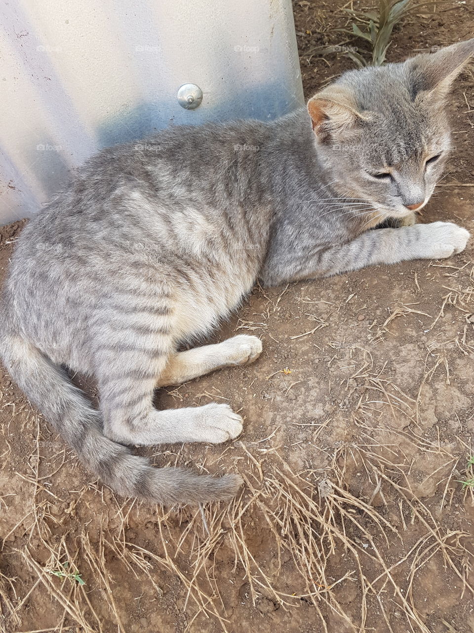 pregnant cat just resting.