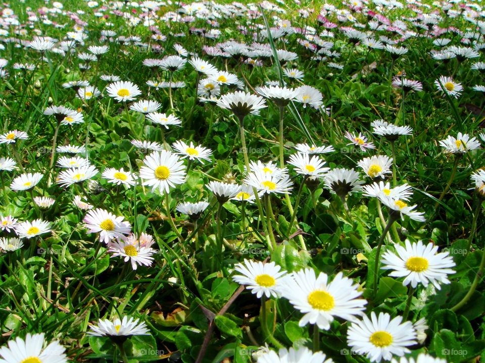 daisies and grass