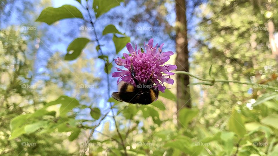 Bumblebee on a field scabious flower, enjoying summer nectar