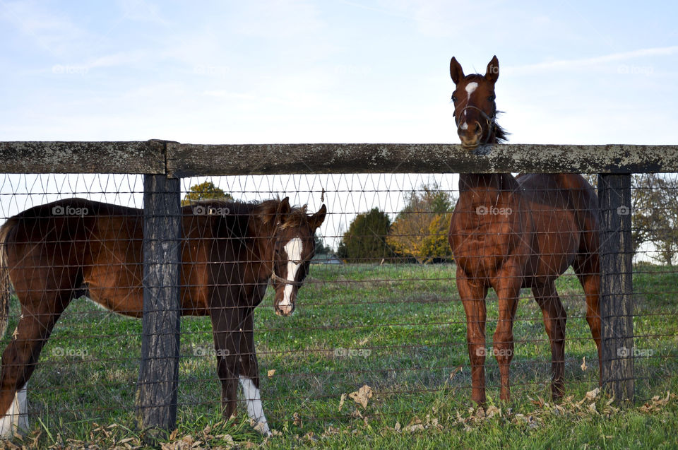 Two foals standing near foals