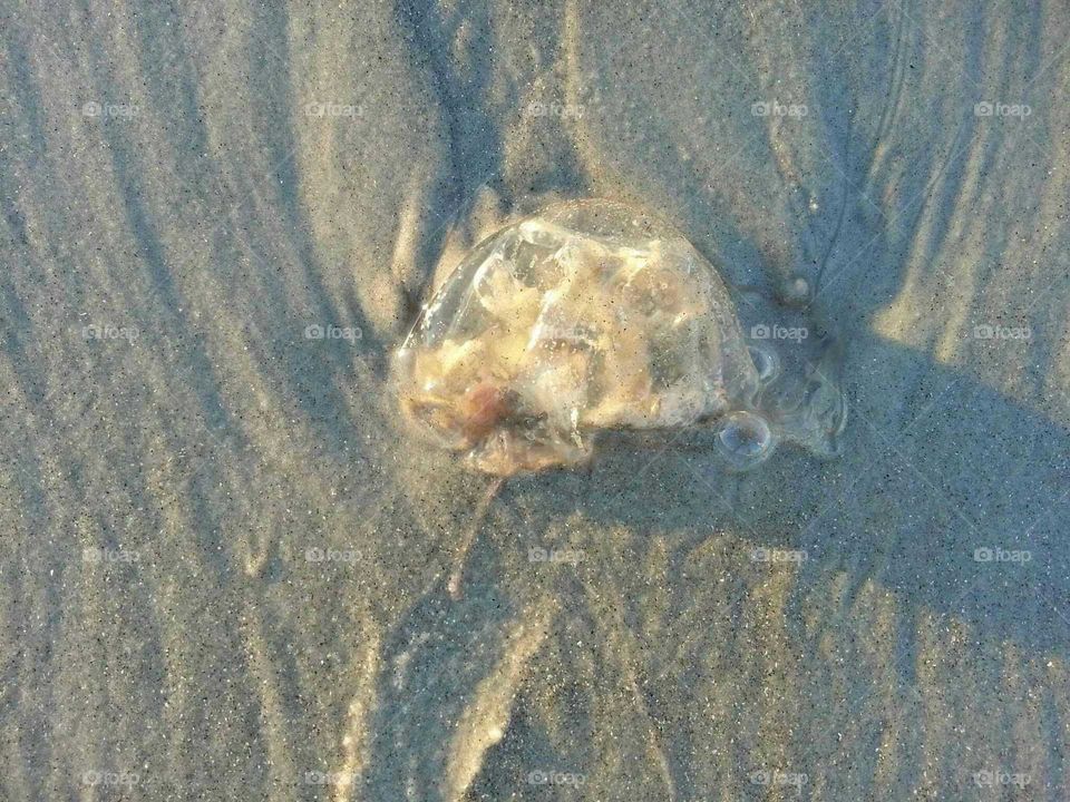 Jellyfish on sand