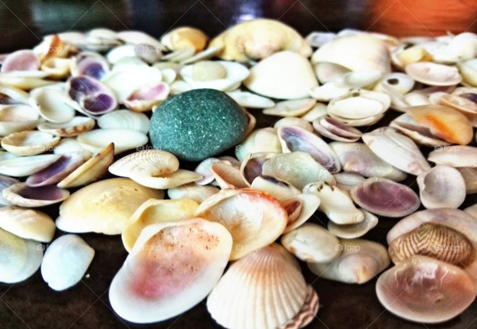 Shells and shells🐚🐚