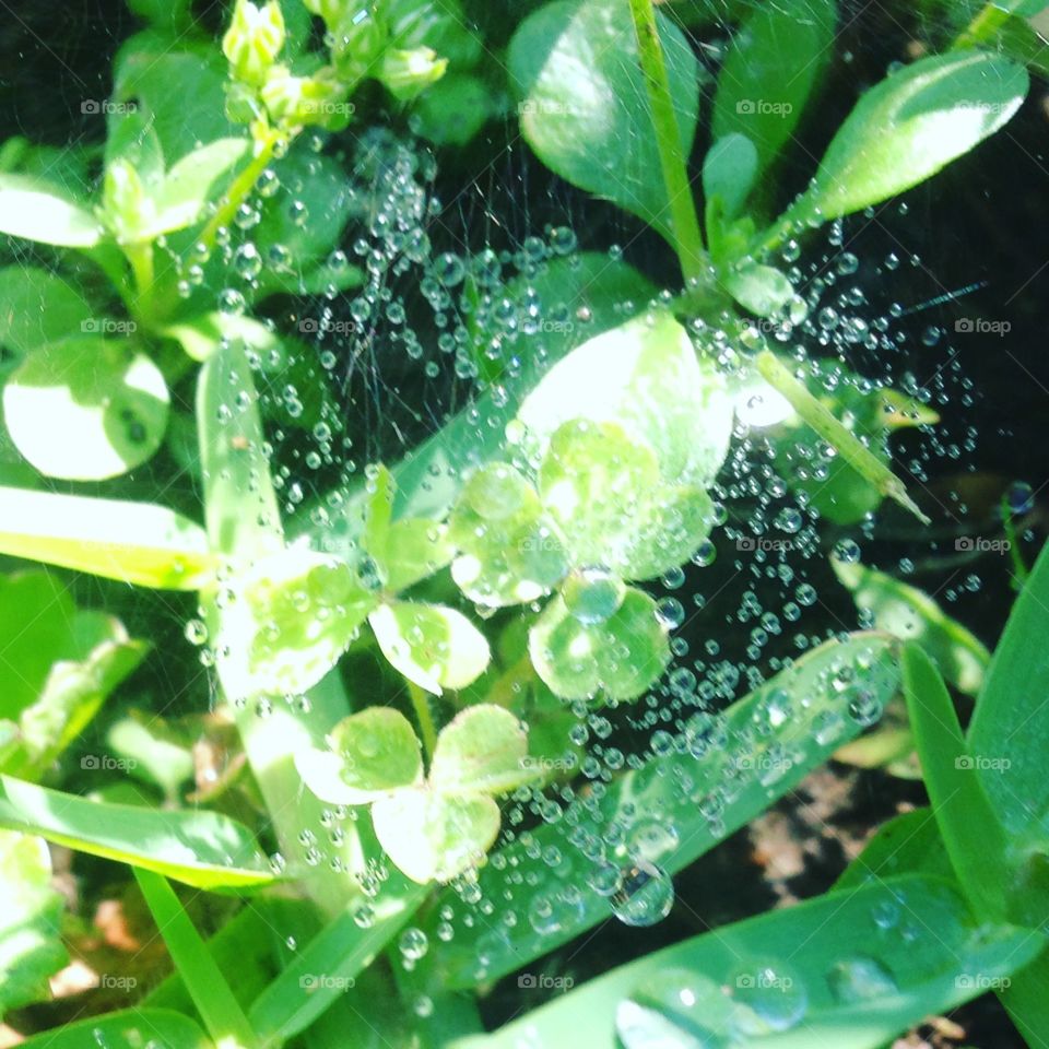 Spiders web with dew in the shape of a heart. The beauty of morning