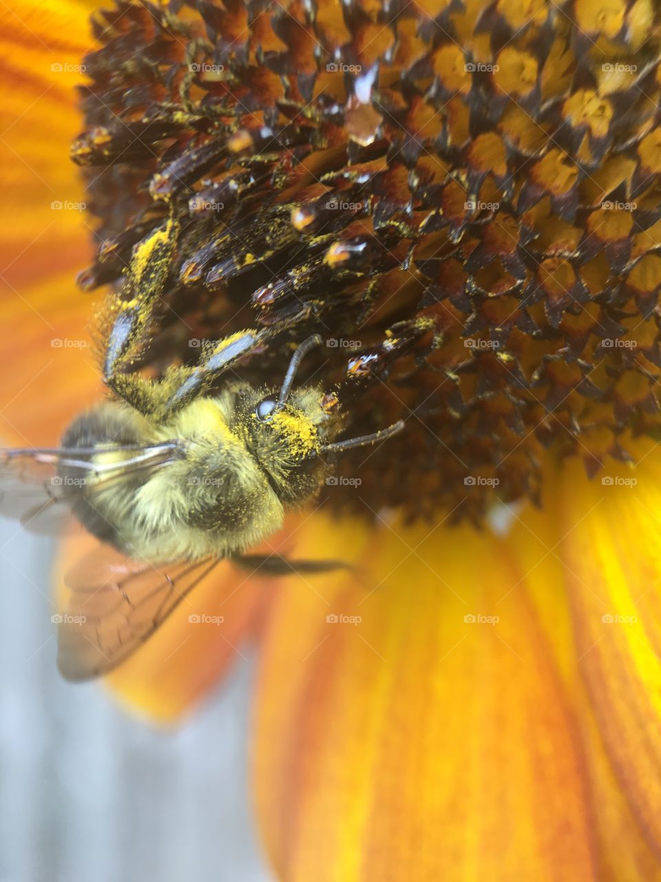 Bee in search of pollen