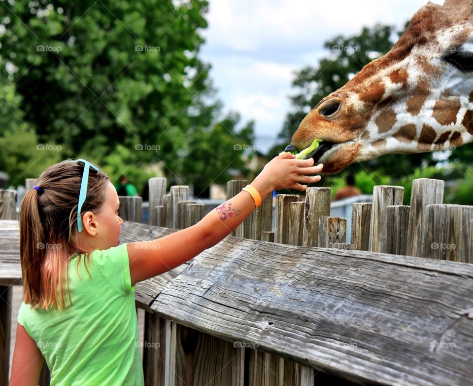 Girl Feeding Giraffe