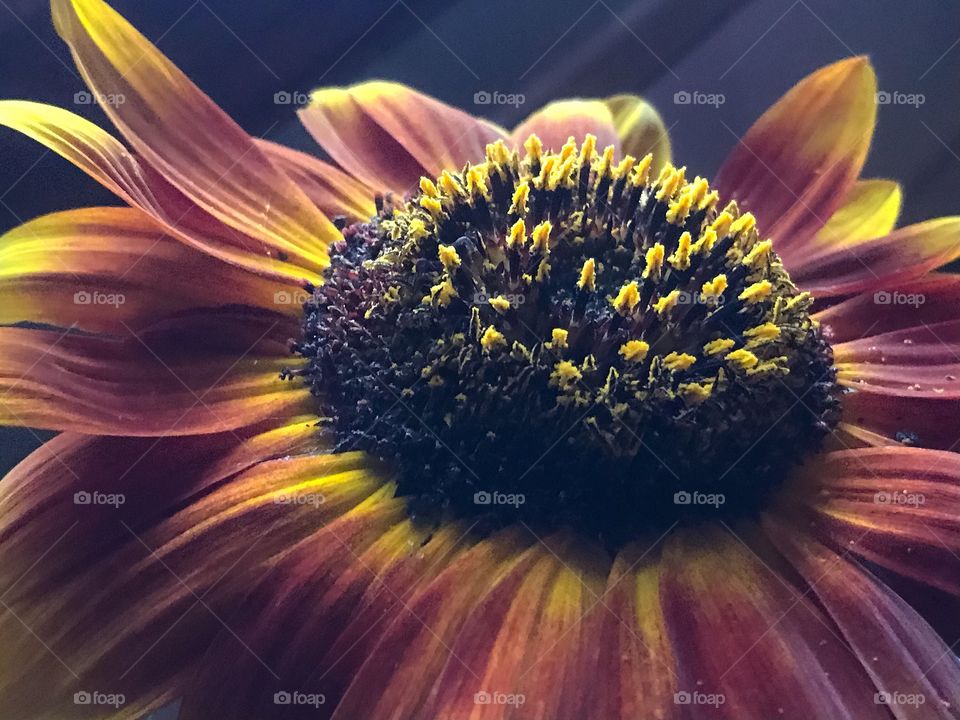 The Grandeur of a Sunflower