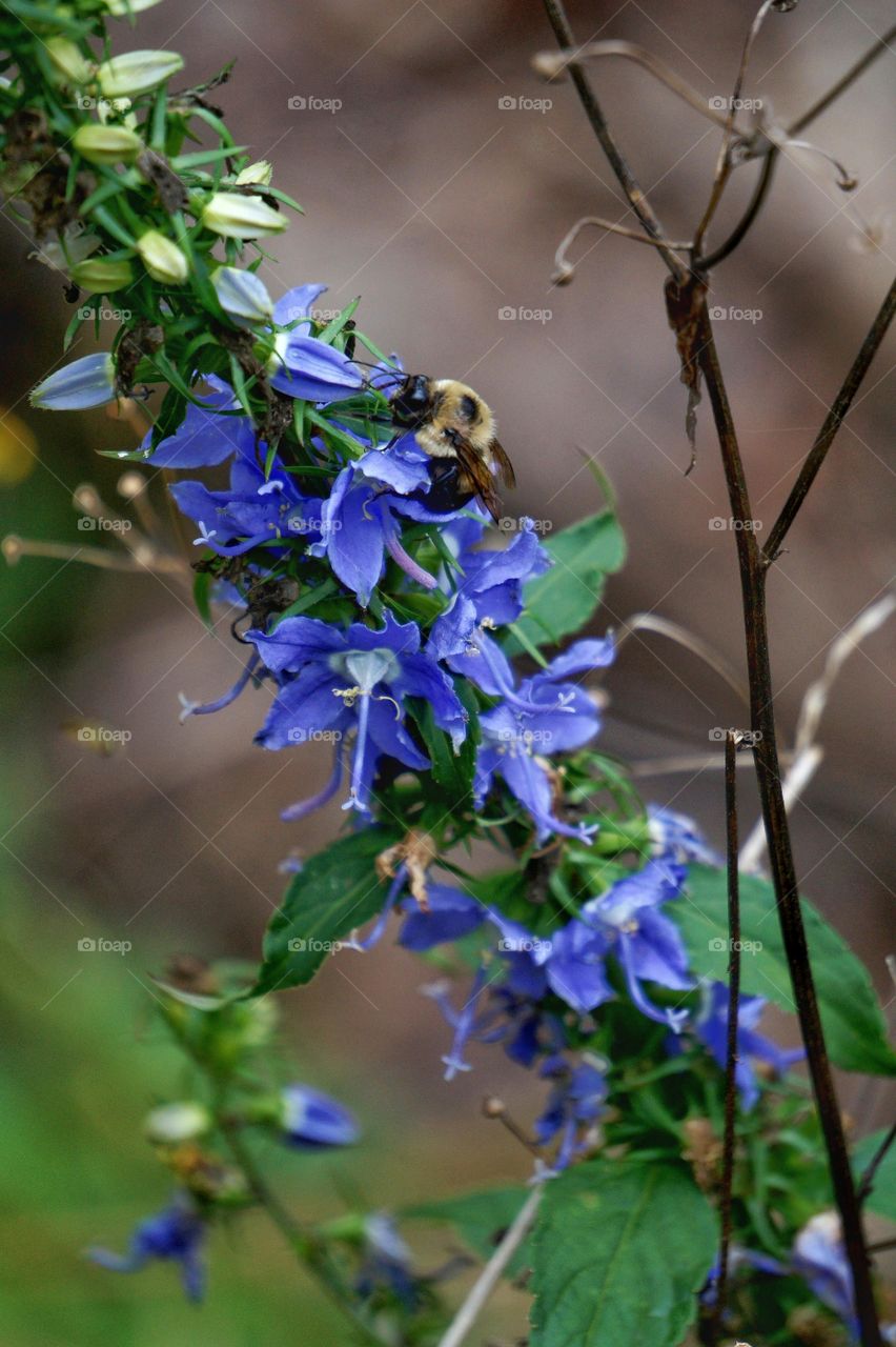 Close up view of bee pollinating flower