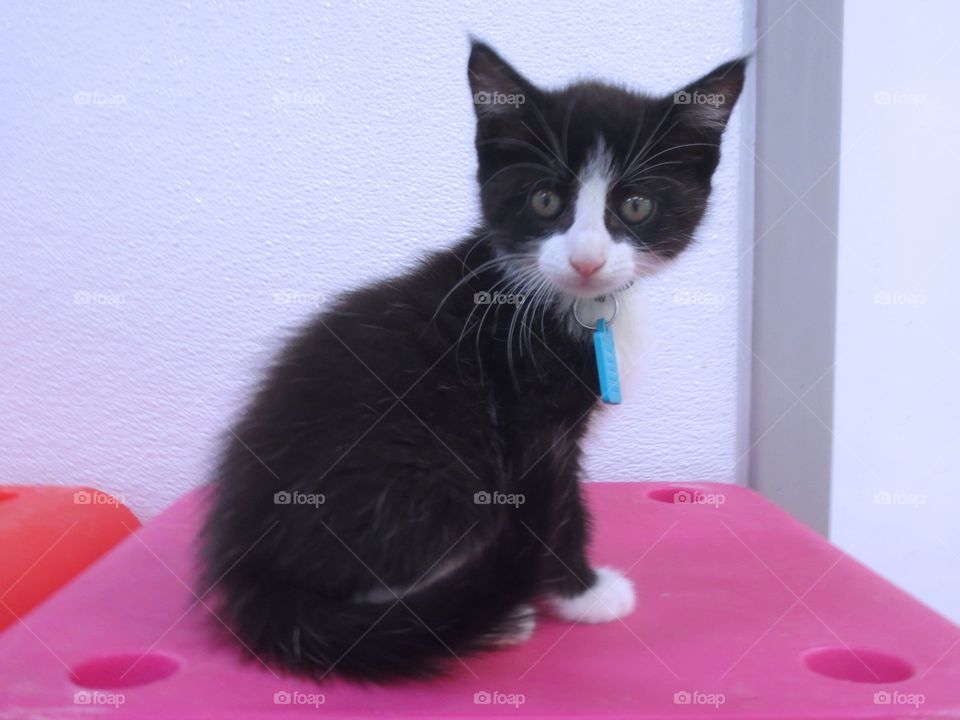 Black and white kitten 